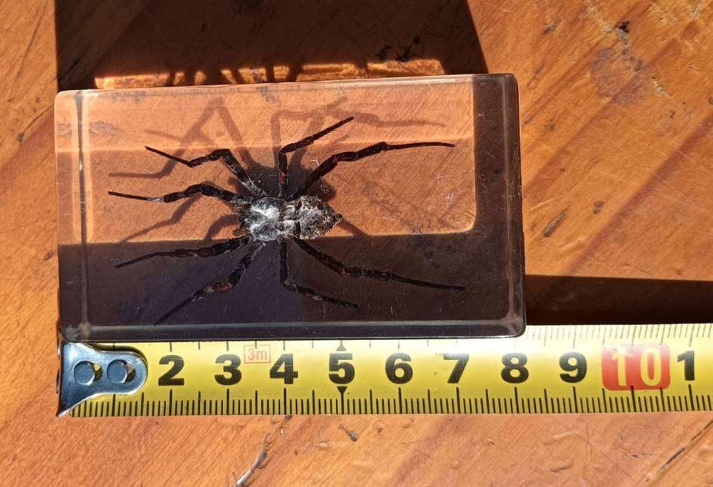 Large Huntsman Spider Preserved in a Resin Block