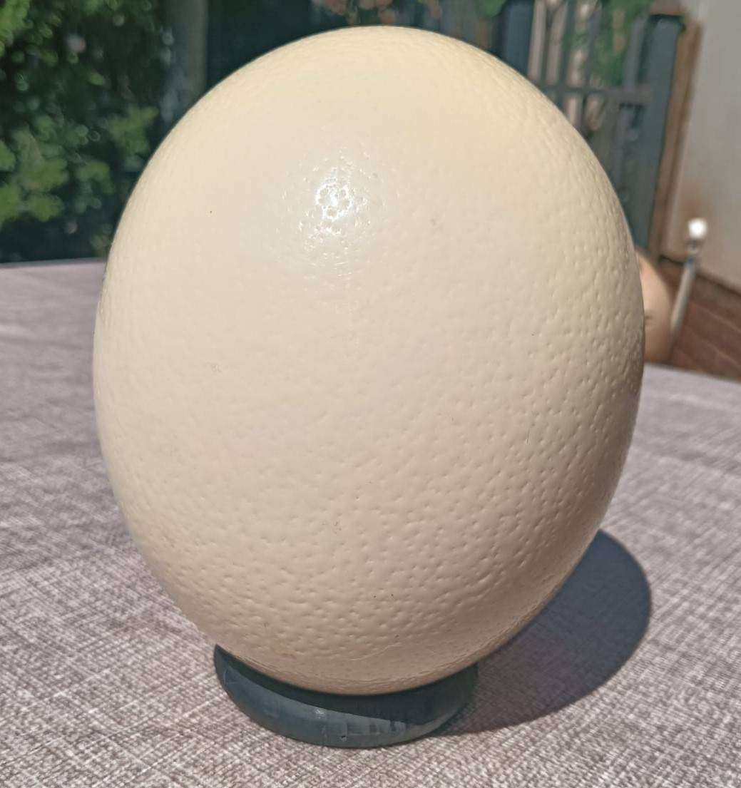 Cleopatras Needle Kango Grotte Grahamstown Ostrich Egg Signed Angie RSA With Attached Stand No 3 of