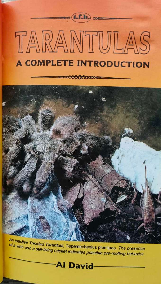 A Complete Guide to Tarantulas