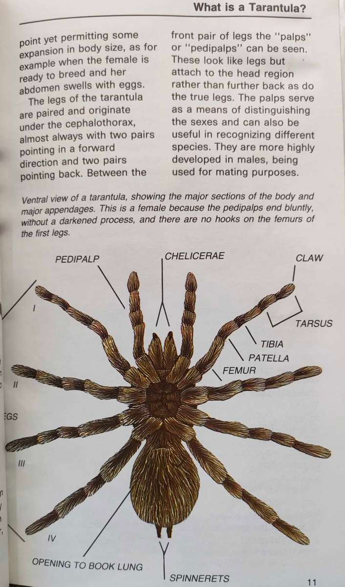 A Complete Guide to Tarantulas