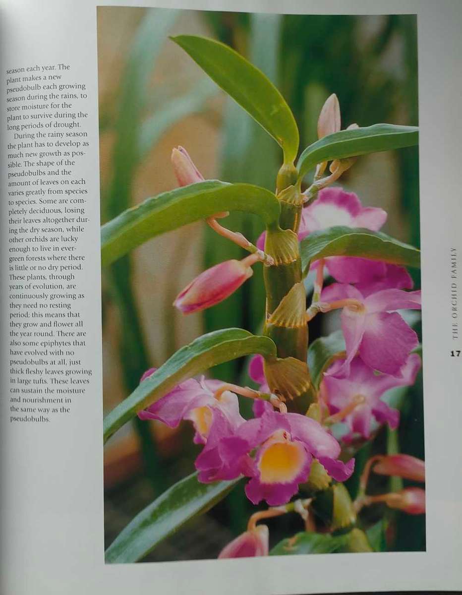 Orchids - A Care Manual