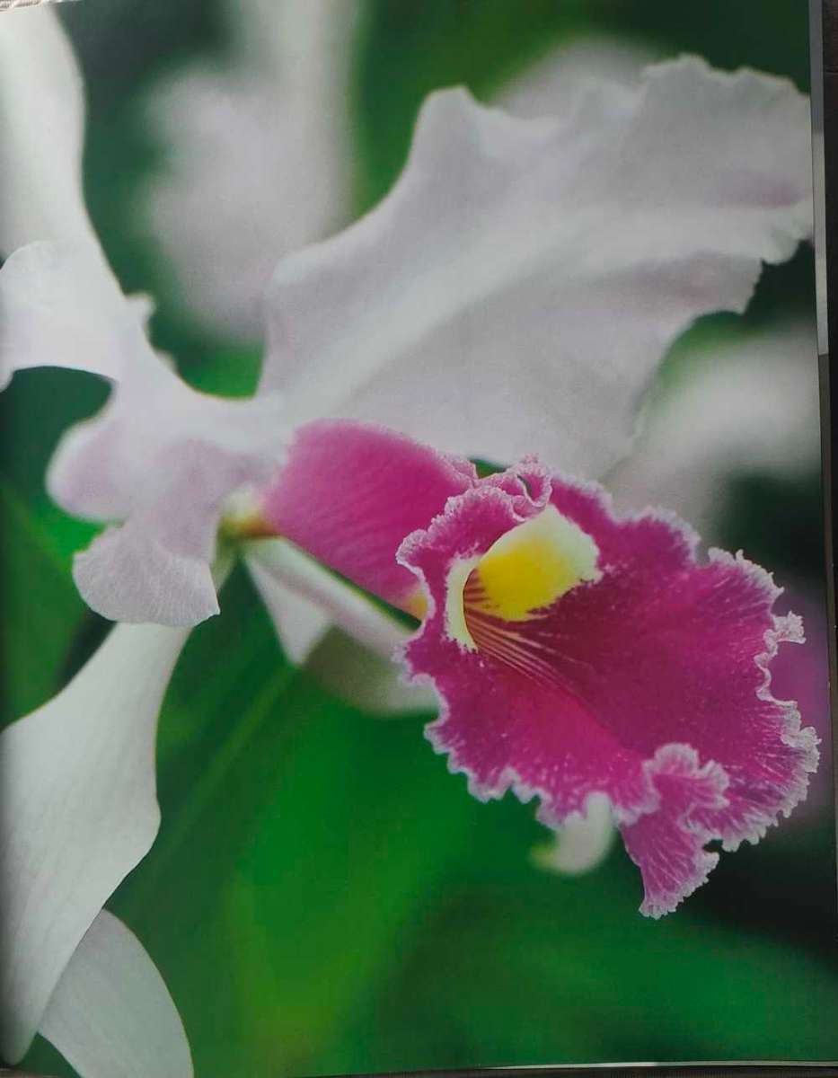 Orchids - A Care Manual
