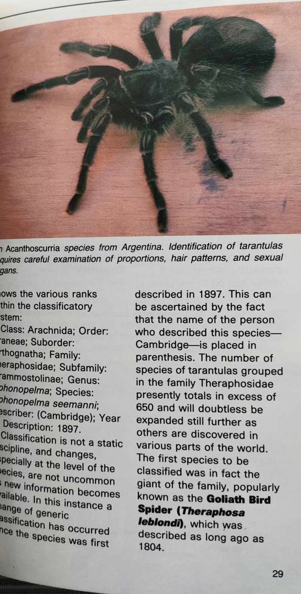 A Complete Guide to Tarantulas