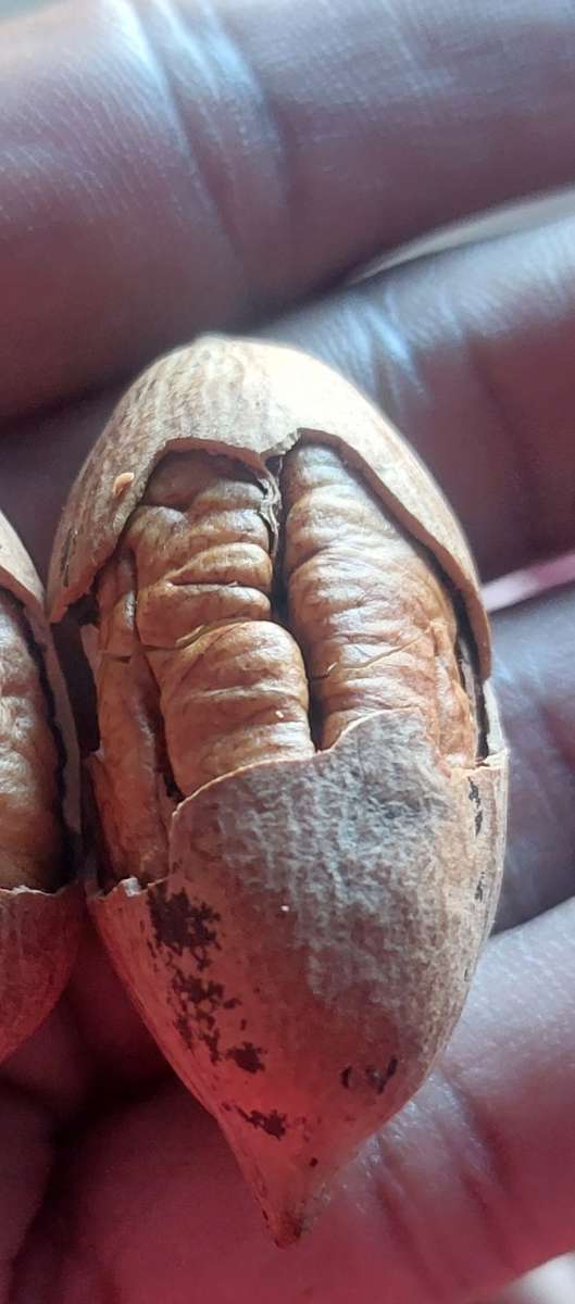 LAST OF THE SEASON A GRADE  PECAN NUT BID PER KILO