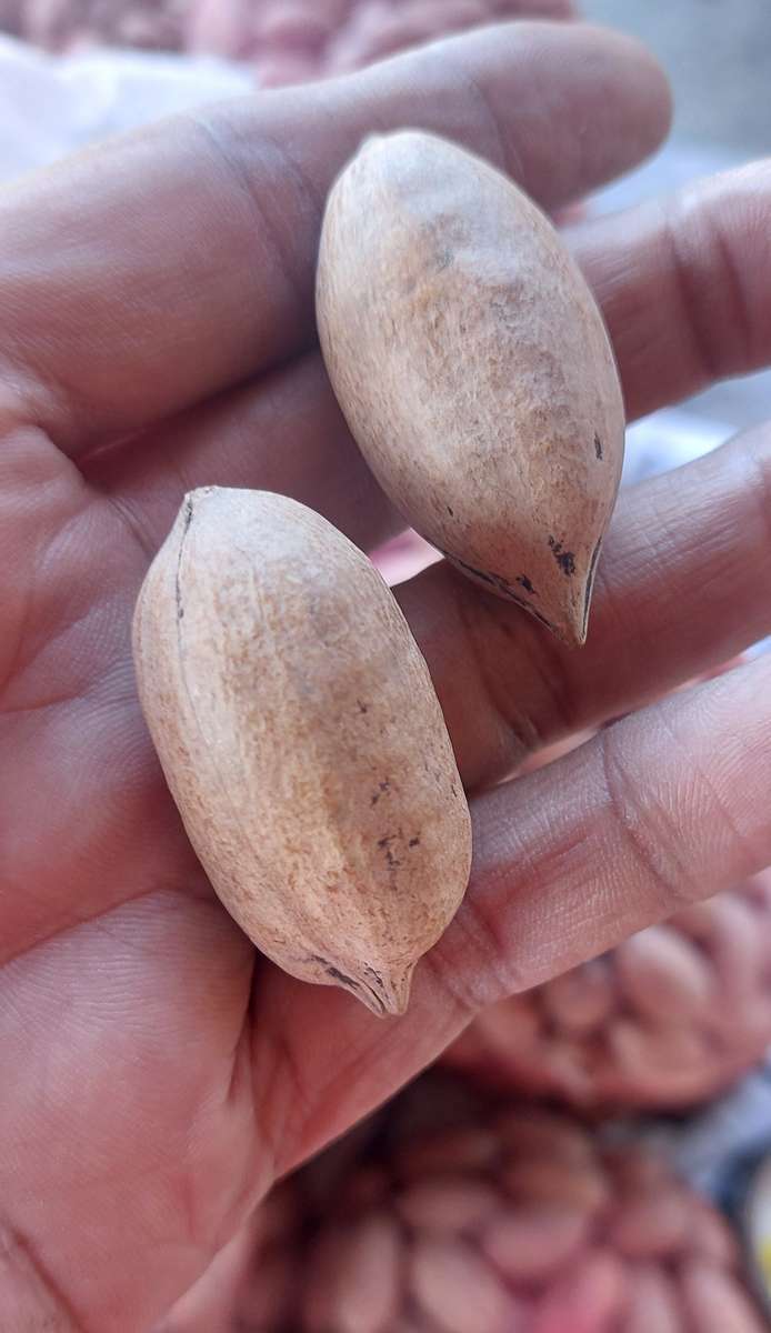 LAST OF THE SEASON A GRADE  PECAN NUT BID PER KILO