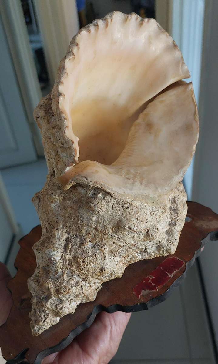 Large sea shell on base