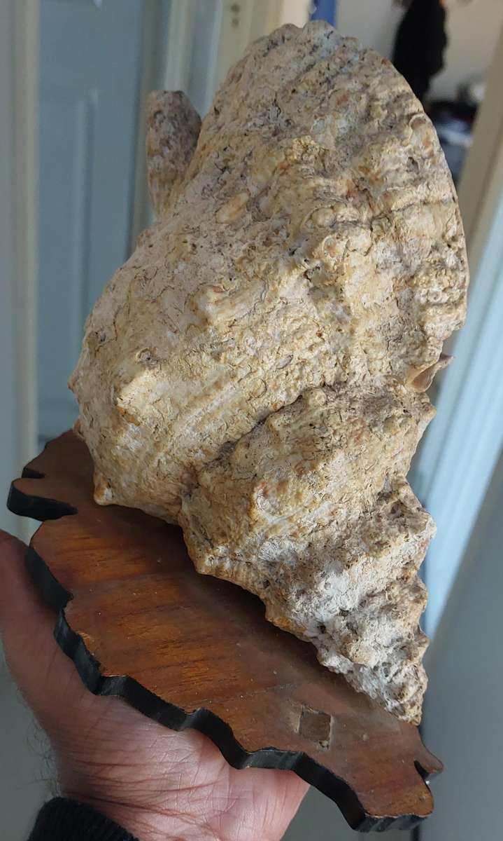 Large sea shell on base