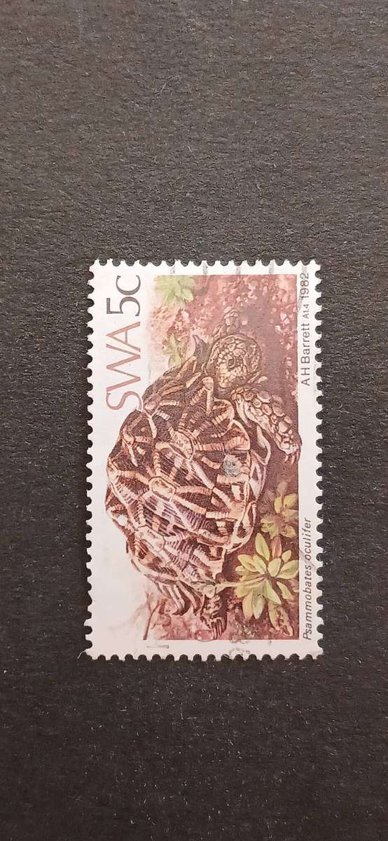 S.W.A 1982 TORTOISES