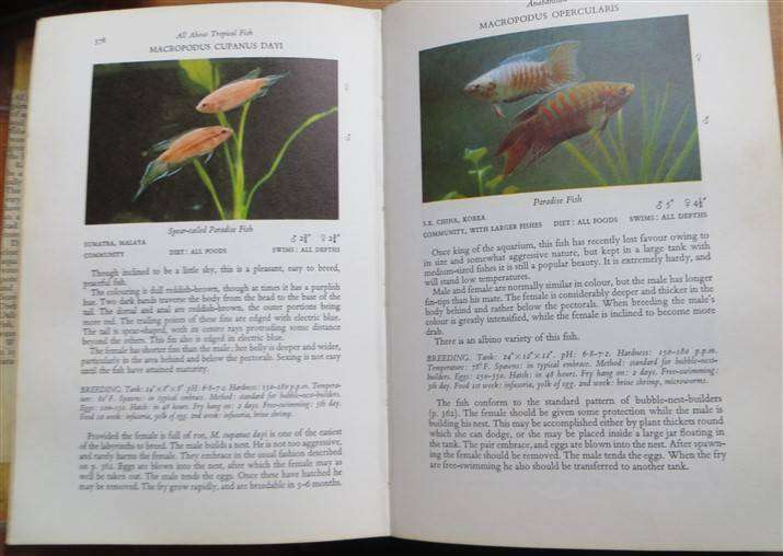 All About Tropical Fish - Derek McInerny 1966 - Foxing Present