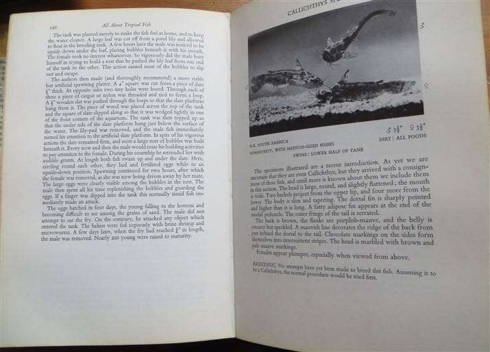 All About Tropical Fish - Derek McInerny 1966 - Foxing Present