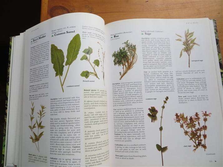 The Complete Book of Herbs - Clevely & Richmond - Large Hardcover