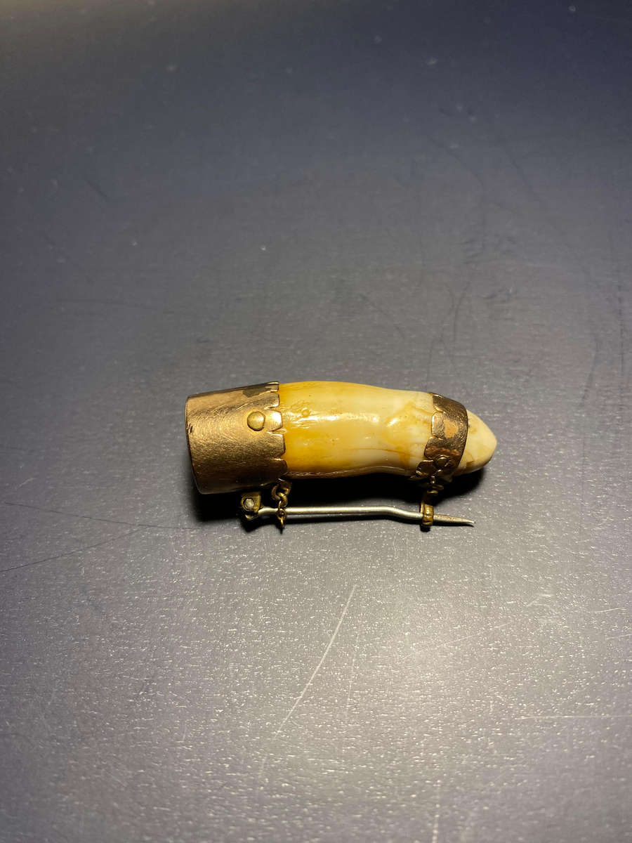 Antique Victorian 9K Gold Animal Tooth Brooch