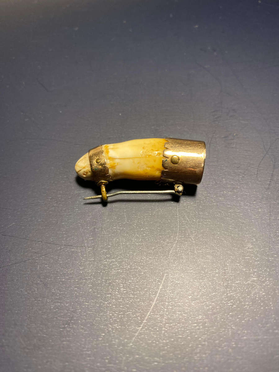 Antique Victorian 9K Gold Animal Tooth Brooch