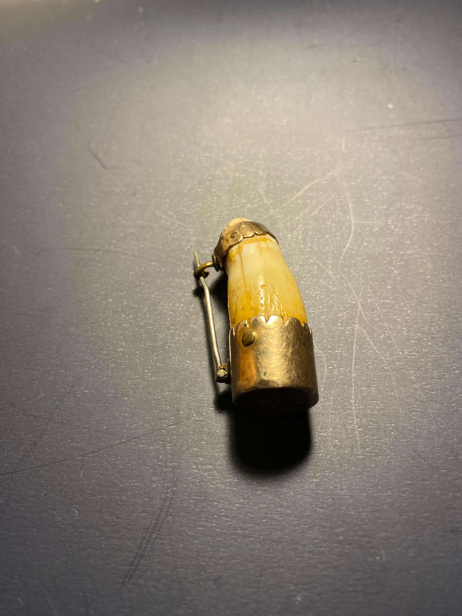 Antique Victorian 9K Gold Animal Tooth Brooch