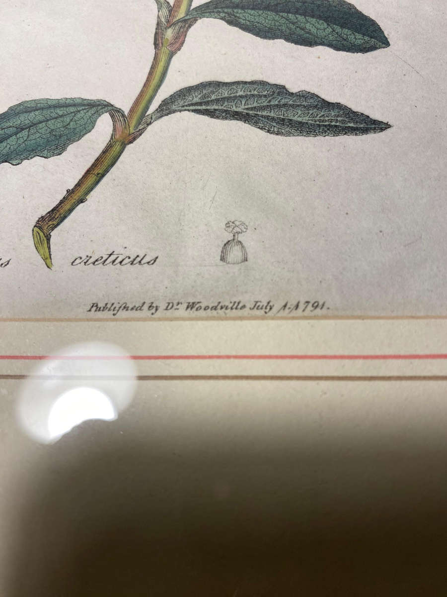 Original Pair Of Antique Prints by Dr Woodville c.1794 Botanicals