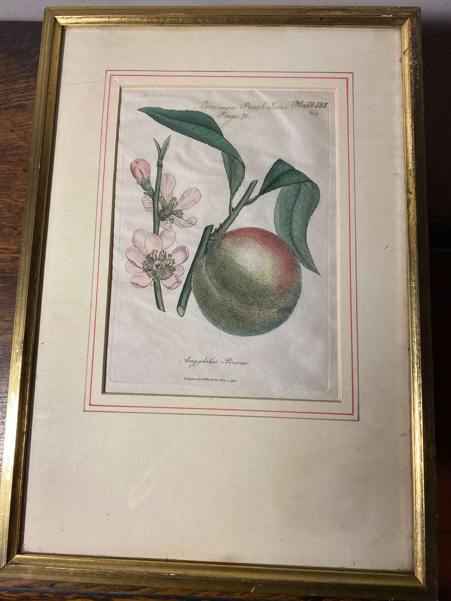 Original Pair Of Antique Prints by Dr Woodville c.1794 Botanicals