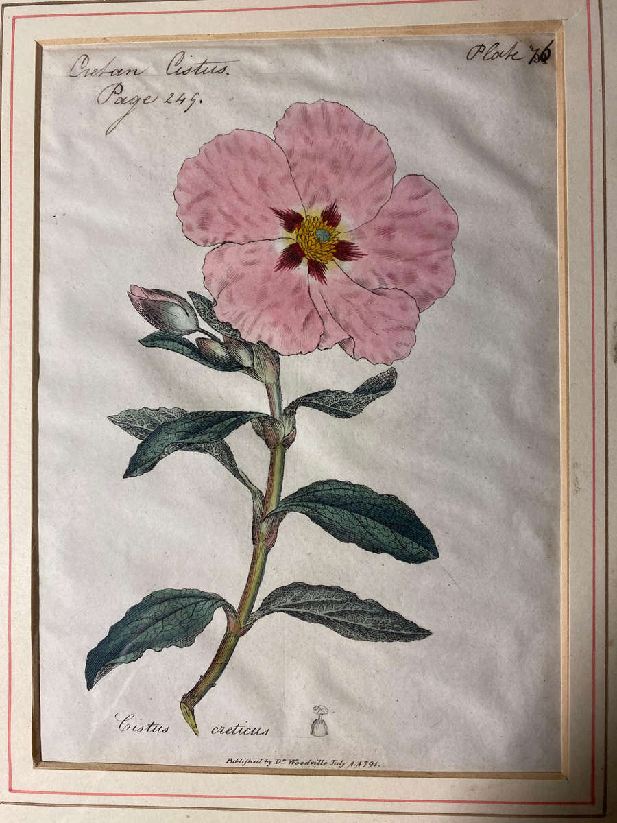 Original Pair Of Antique Prints by Dr Woodville c.1794 Botanicals