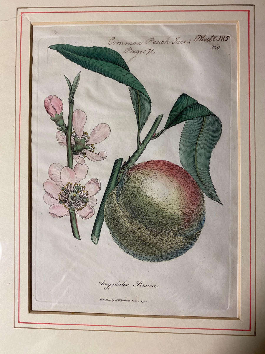 Original Pair Of Antique Prints by Dr Woodville c.1794 Botanicals