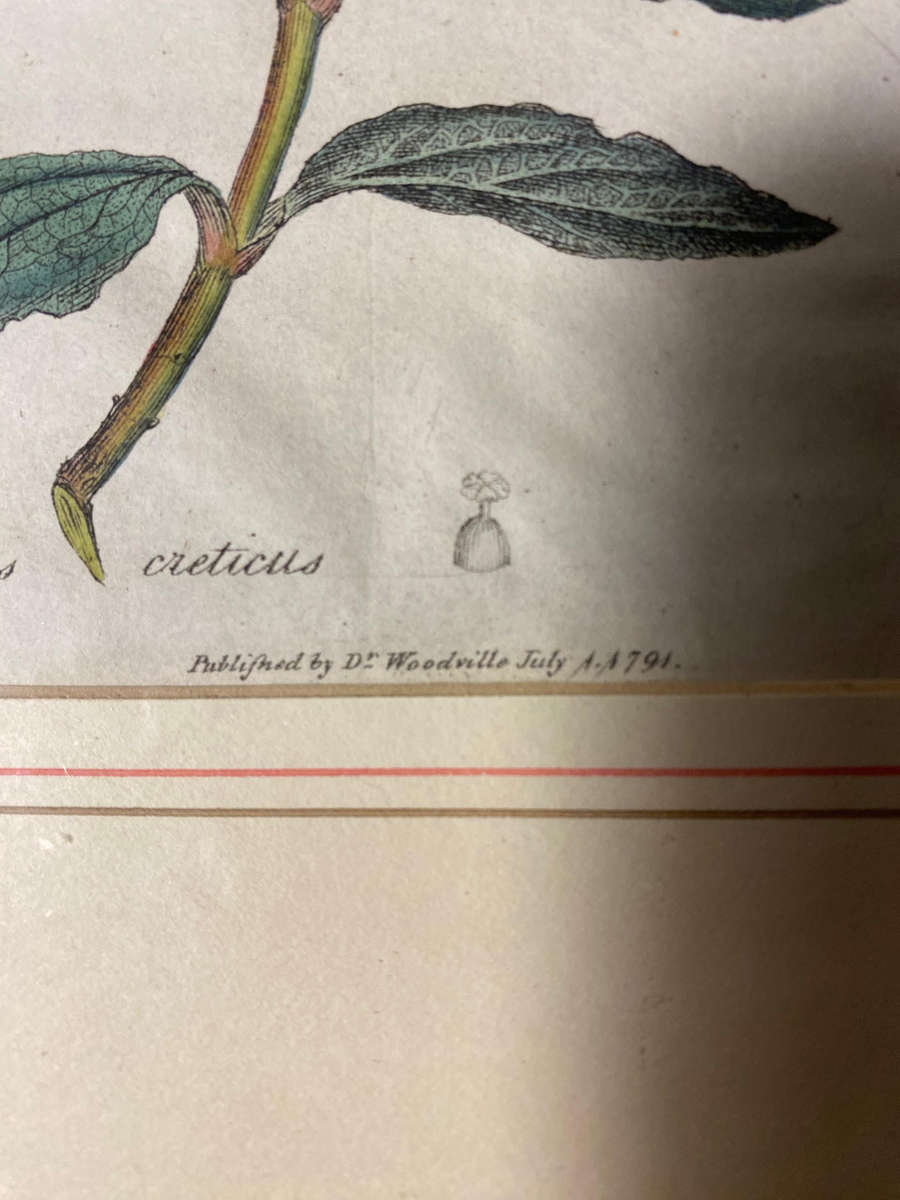 Original Pair Of Antique Prints by Dr Woodville c.1794 Botanicals