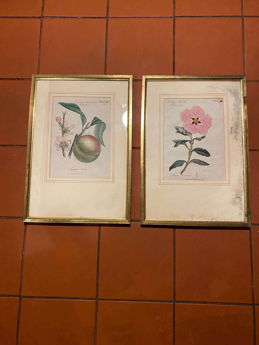Original Pair Of Antique Prints by Dr Woodville c.1794 Botanicals