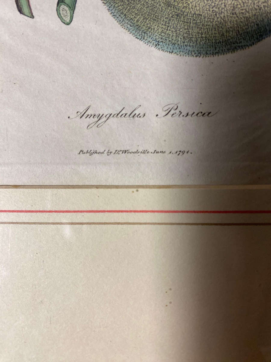 Original Pair Of Antique Prints by Dr Woodville c.1794 Botanicals