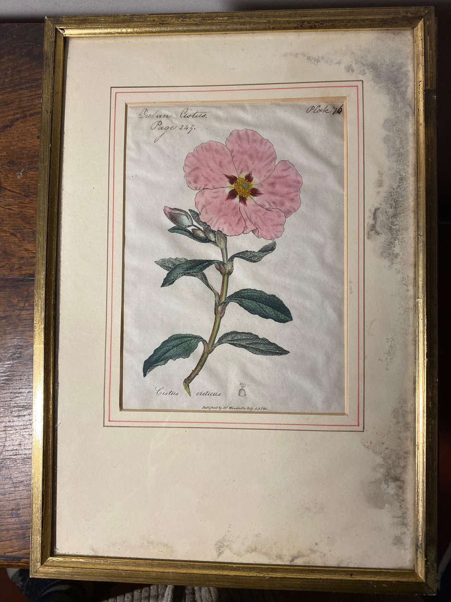 Original Pair Of Antique Prints by Dr Woodville c.1794 Botanicals
