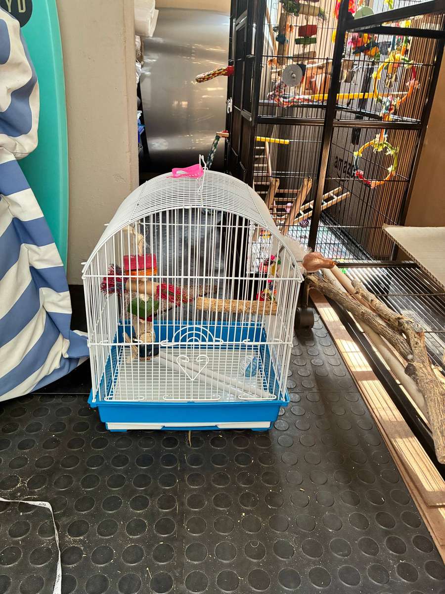 Budgie cage
