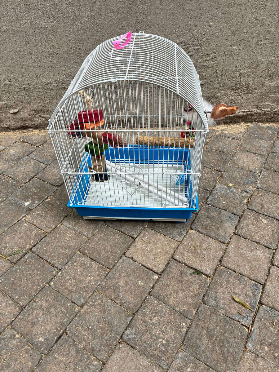 Budgie cage