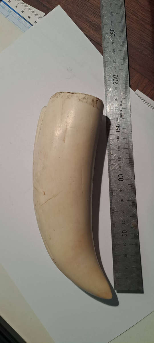 Large Antique impressive 17cm sperm whale tooth