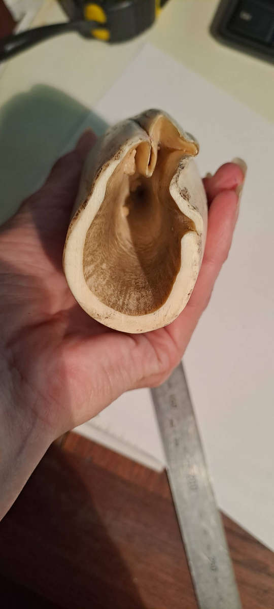Large Antique impressive 17cm sperm whale tooth