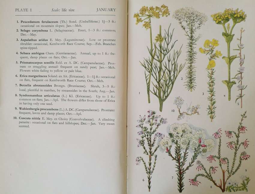 Cape Peninsula, Wild Flower guide