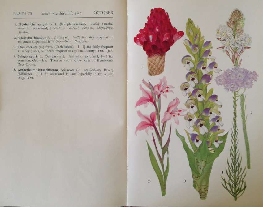 Cape Peninsula, Wild Flower guide