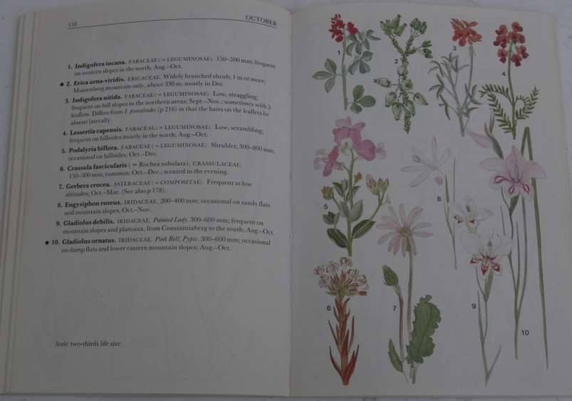 Cape Peninsula, Wild Flower guide