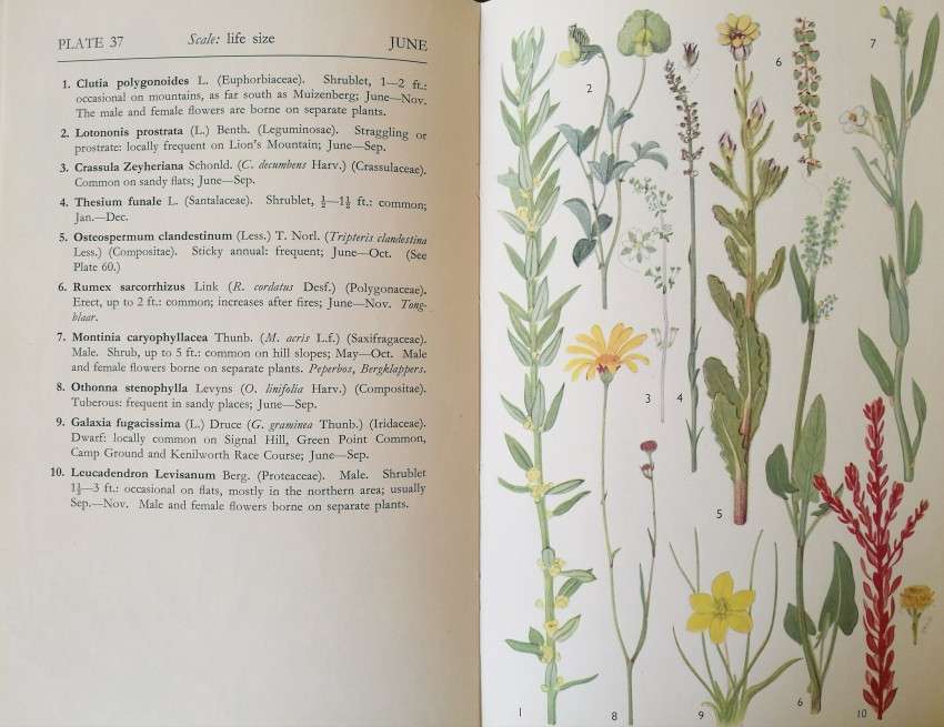 Cape Peninsula, Wild Flower guide