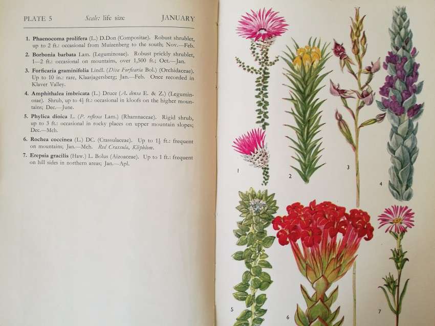 Cape Peninsula, Wild Flower guide