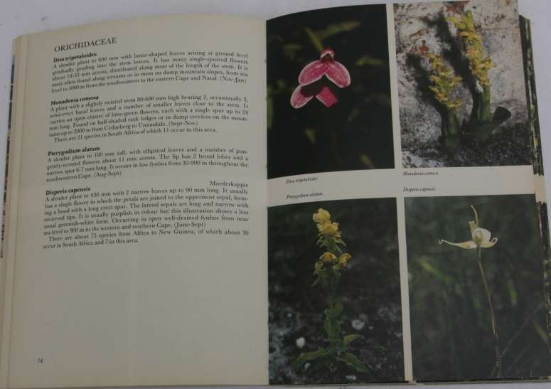 Hottentots Holland to Hermanus, Wild flower guide.