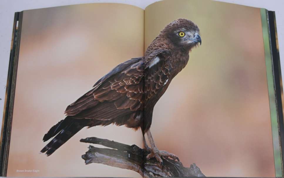 Kruger, Wildlife Icon of South Africa (Magnificent Photography) crazy low start price.