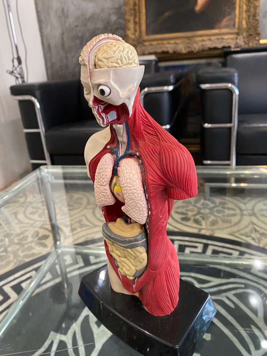 Anatomical Human Torso Figure by Bluebird 1996