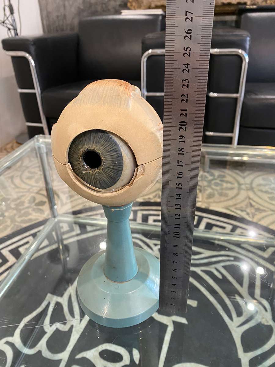 Anatomical Eye Model 1920s