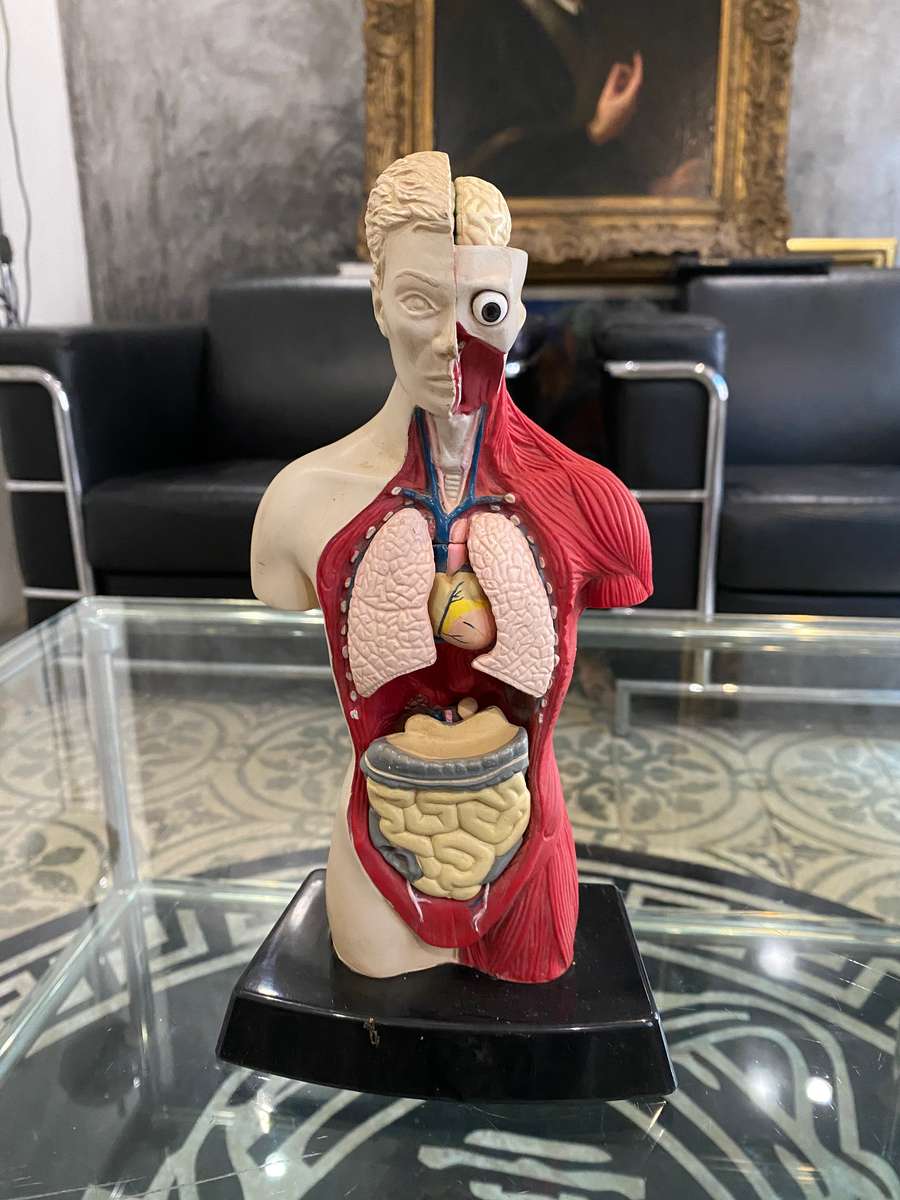 Anatomical Human Torso Figure by Bluebird 1996
