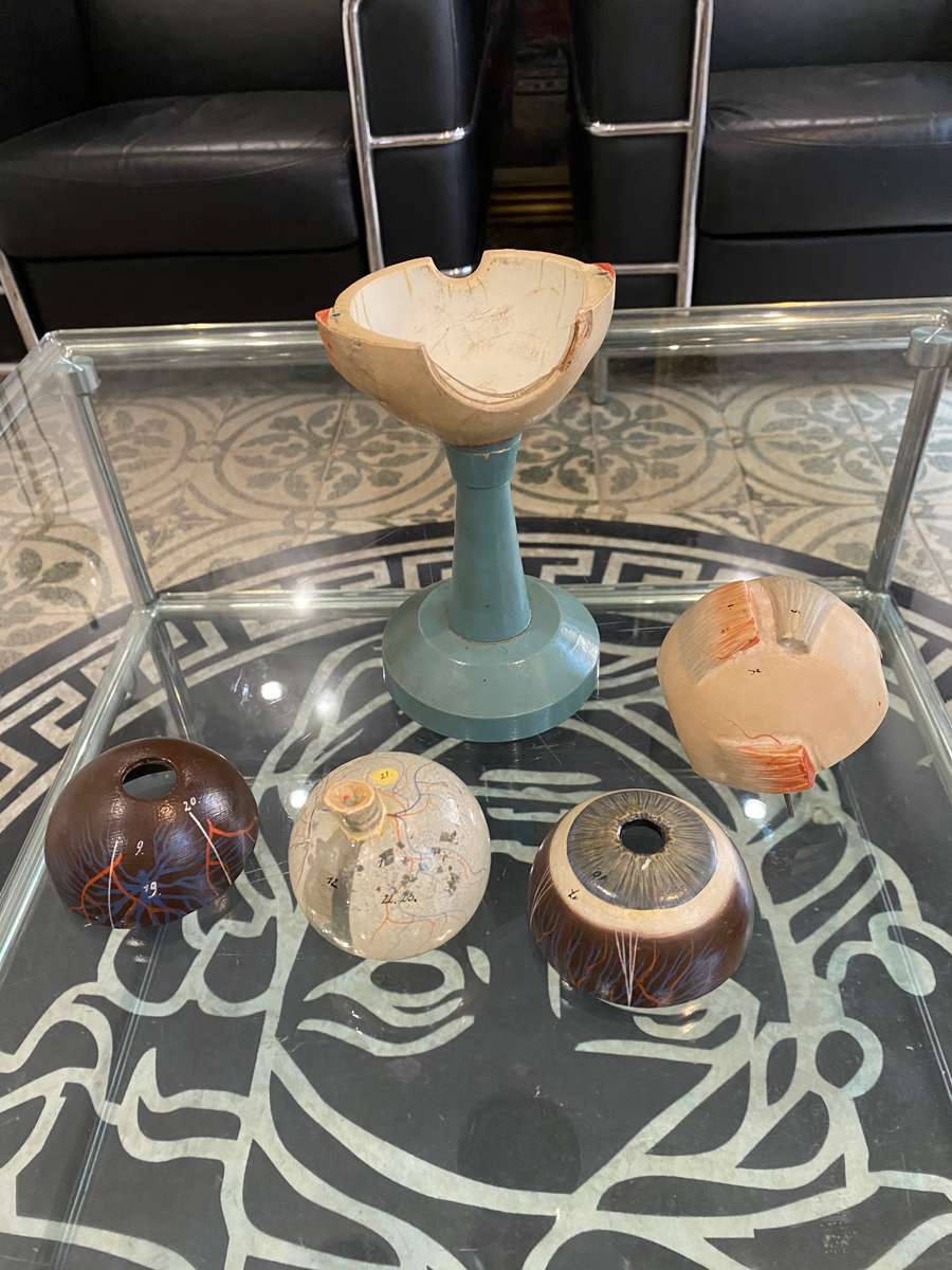 Anatomical Eye Model 1920s