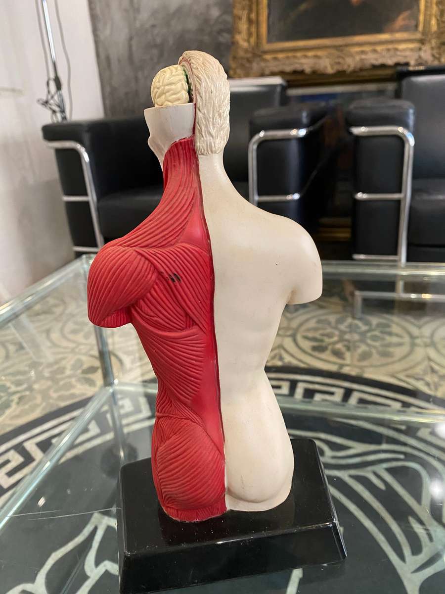 Anatomical Human Torso Figure by Bluebird 1996