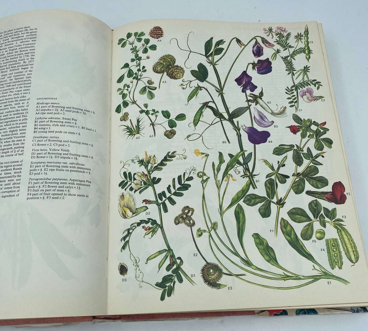 Wild Flowers Of The World - Barbara Everard , Brian D. Morley