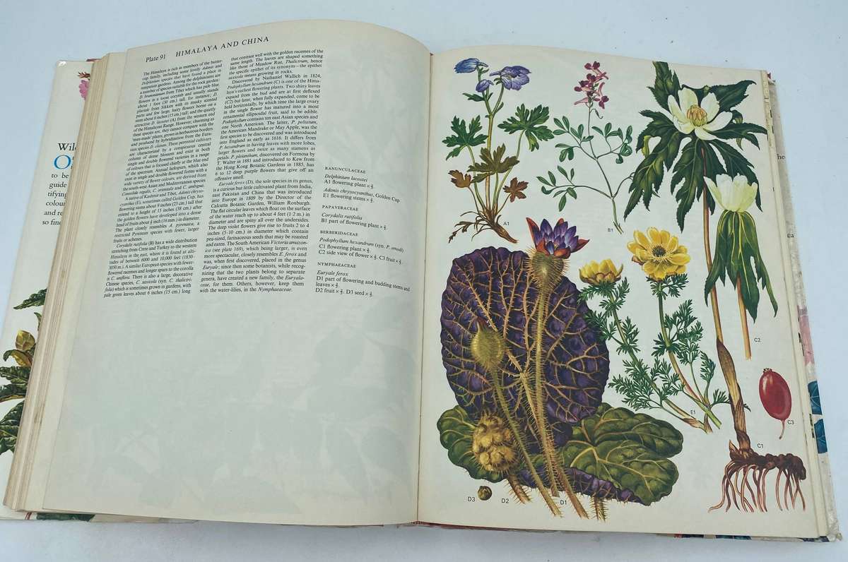 Wild Flowers Of The World - Barbara Everard , Brian D. Morley