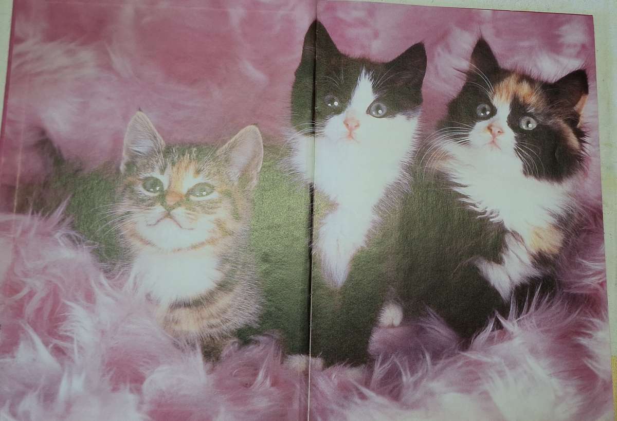 BBC Girl Talk Annual 2001  Hardcover