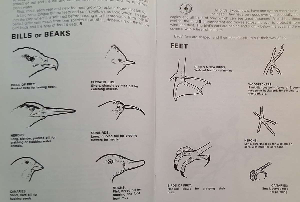 A Beginners Guide to Our Birds by Jo Oliver Paperback A Wildlife Handbook