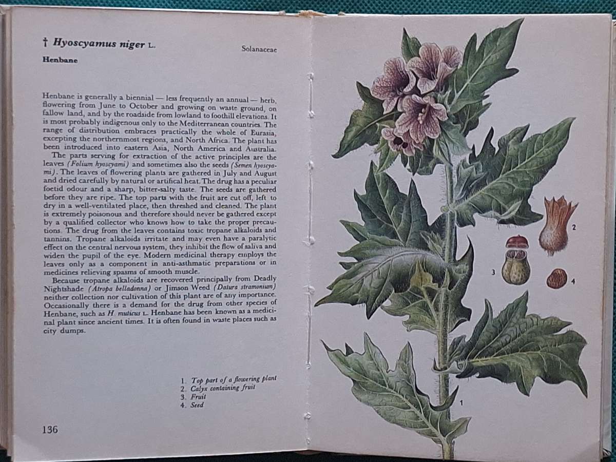 Herbs (Concise Guides in Colour) by Frantisek Stary, Vaclay Jirasek  Hardcover 1974