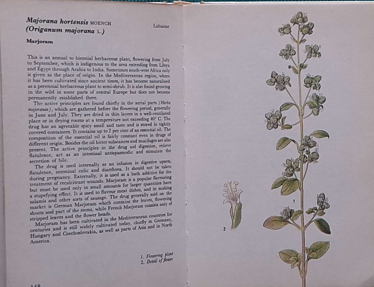 Herbs (Concise Guides in Colour) by Frantisek Stary, Vaclay Jirasek  Hardcover 1974