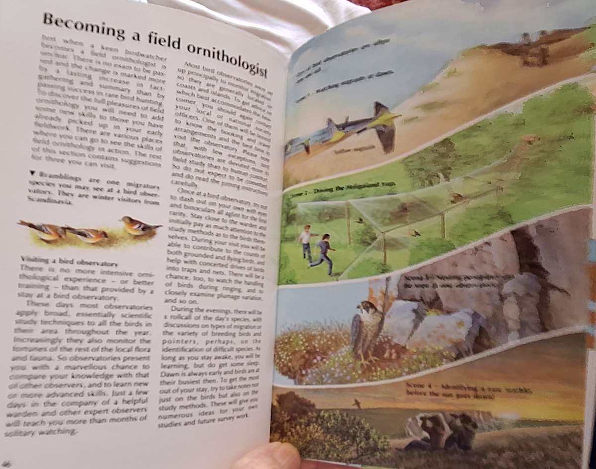 Watching Birds by Ian Wallace Paperback