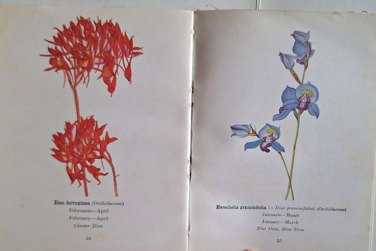 Protected Wild Flowers of the Cape Province Part 1 / Beskermde Veldblomme van Kaapland Deel 1